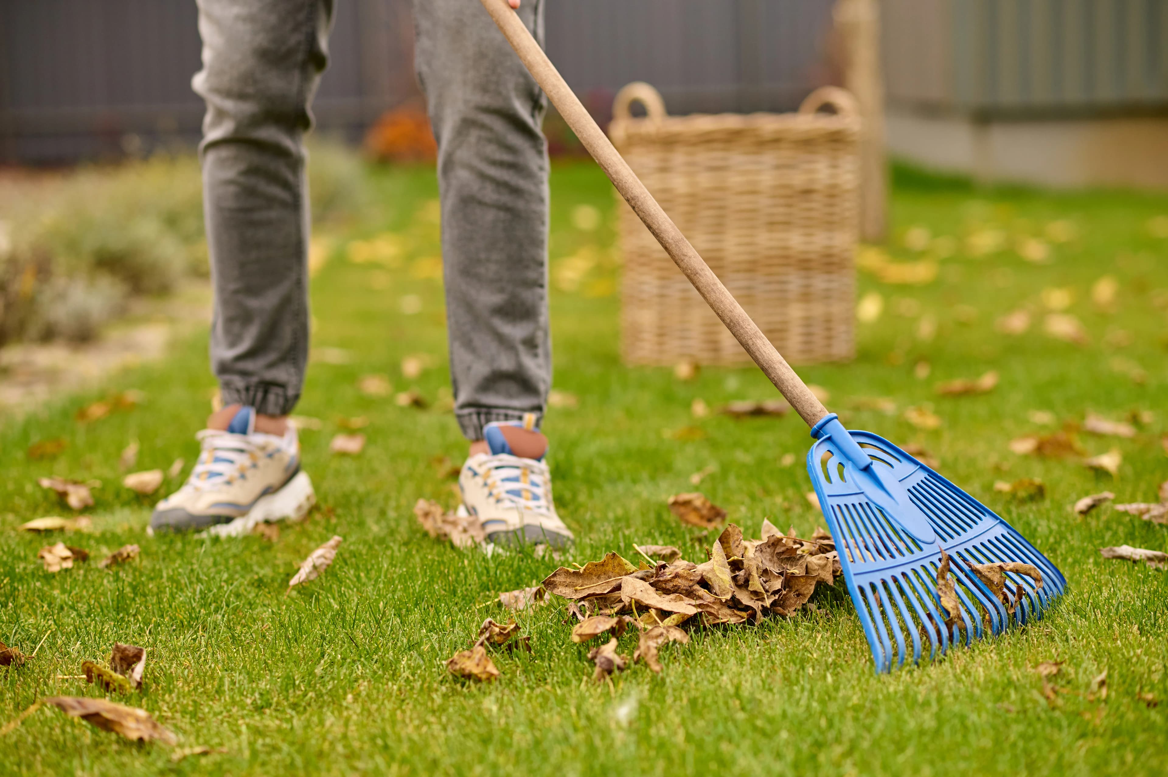 Garden Clearance and Tidy-Up