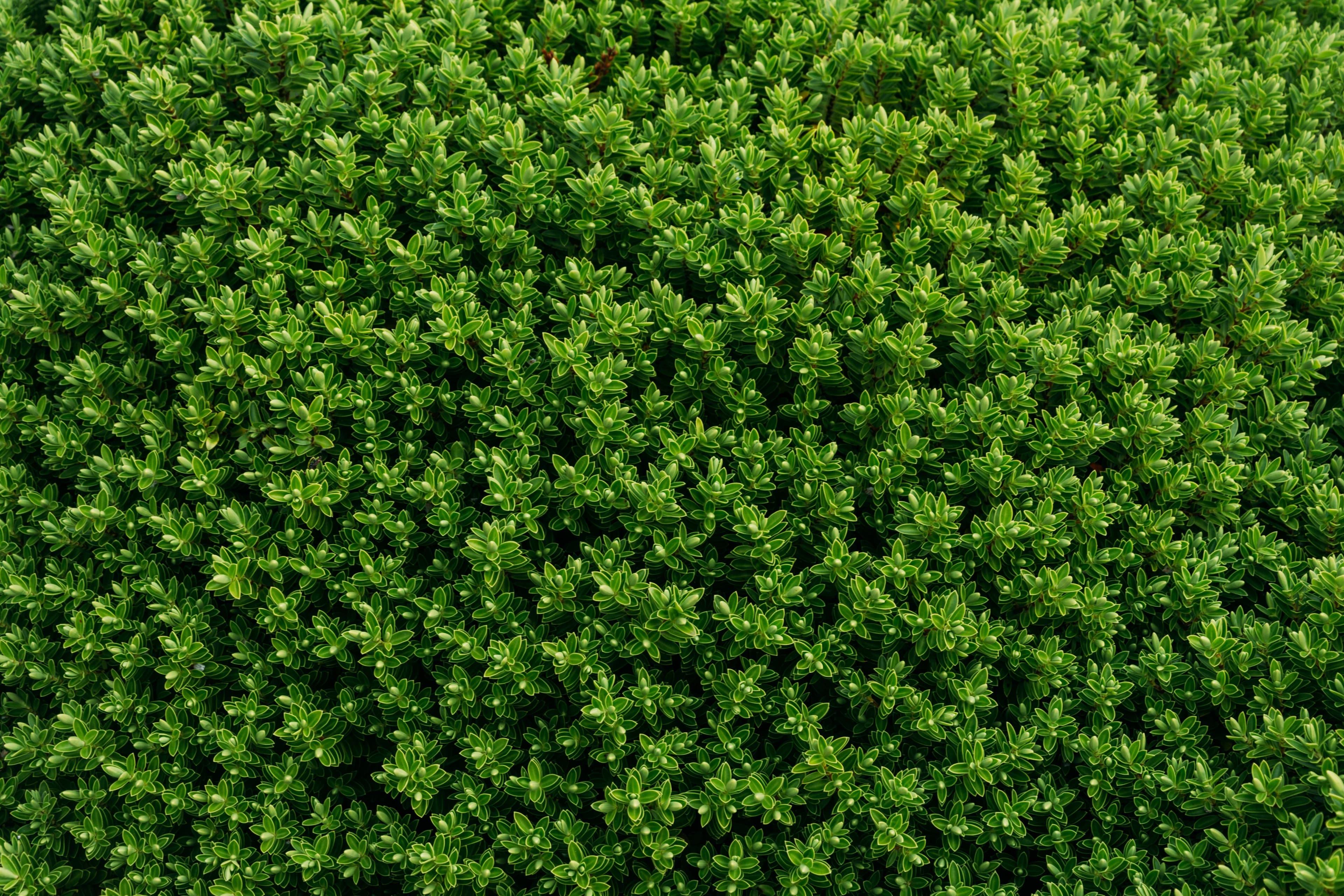 Hedge Trimming Services in Dublin