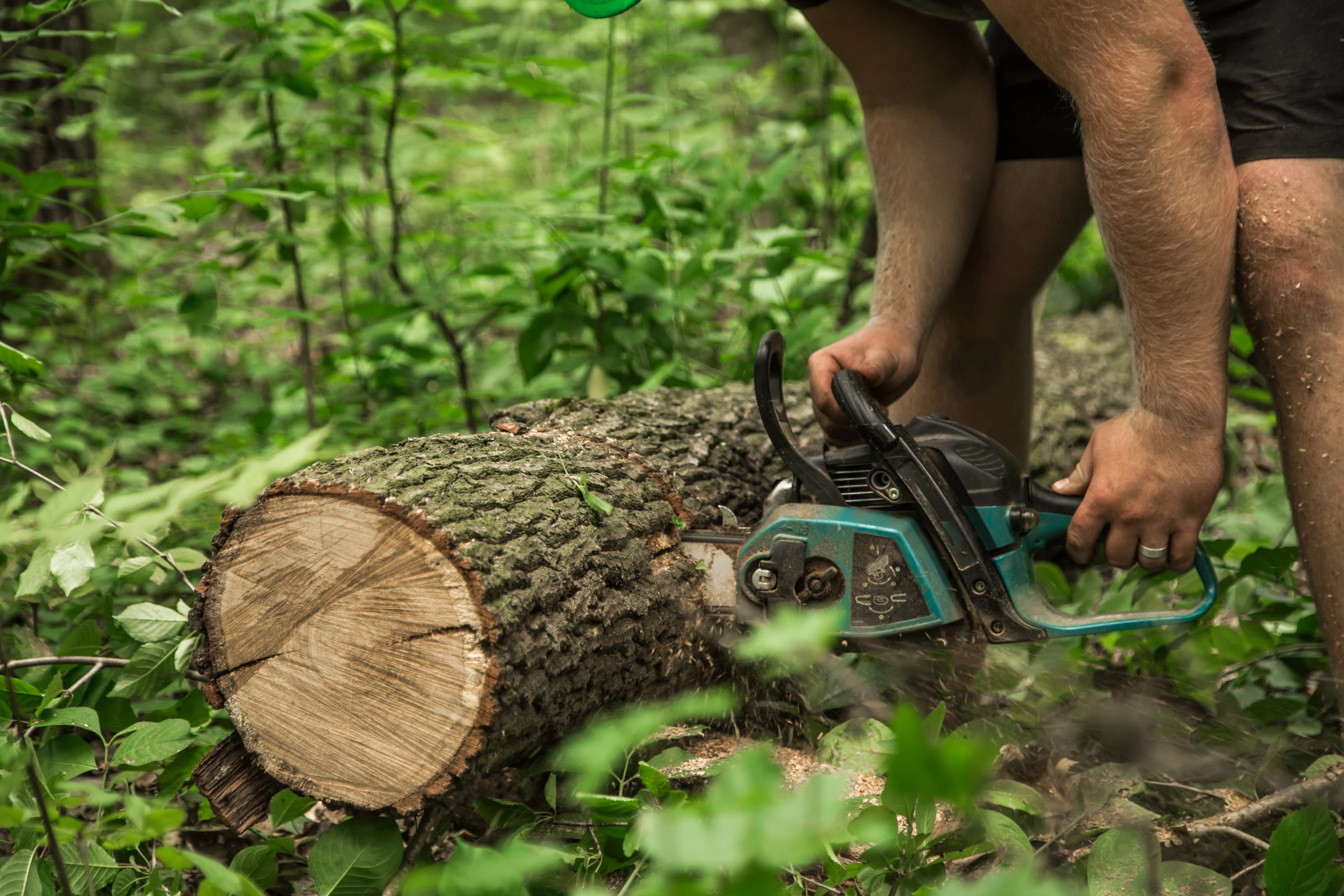 Tree Care & Removal